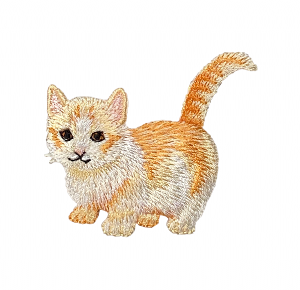 Cream and Orange Tabby Cat
