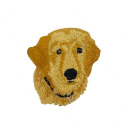 Golden Retriever Head