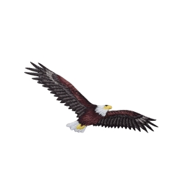Eagle Soaring with Wings Spread