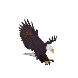 Large Bald Eagle Landing 