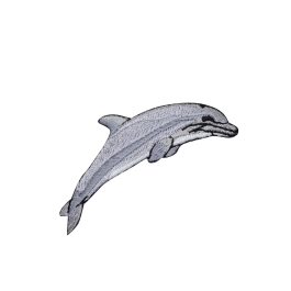 Single Dolphin