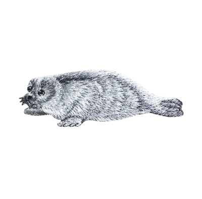 Harp Seal - White/Gray
