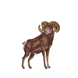 Natural Ram - Big-Horned Sheep 