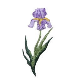 Single Lavender Iris Flower